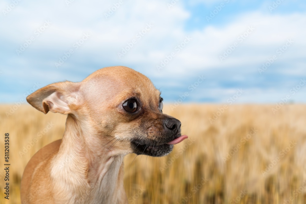 Beautiful young dog on outdoor background