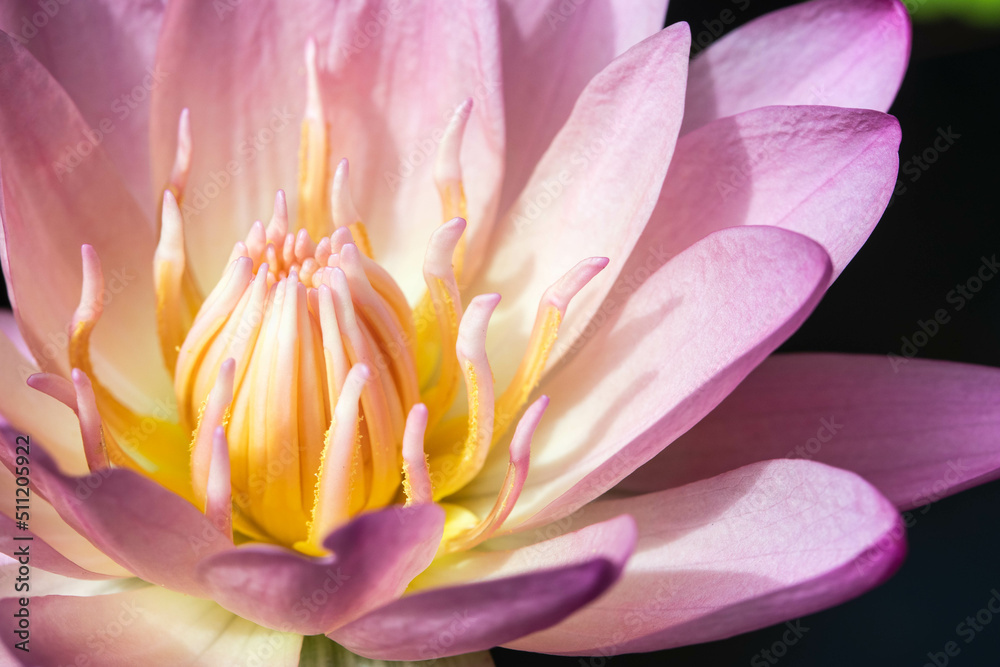 Close-up of blooming white and pastel pink fancy waterlily or lotus flower on black water background. Close-up of blooming white and pastel pink fancy waterlily or lotus flower on black water background.