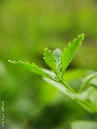 green leaf with dew drops
