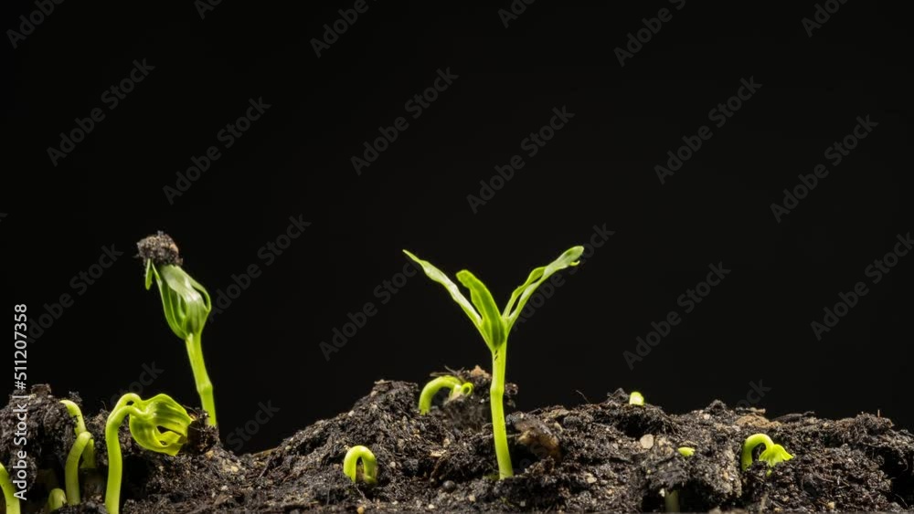 Timelapse Growing water spinach plants. New life plants growing dance. tree newborn plants. Time lapse organic water spinach tree plants growing up through fertile. Footage B roll 4k. New beginning.
