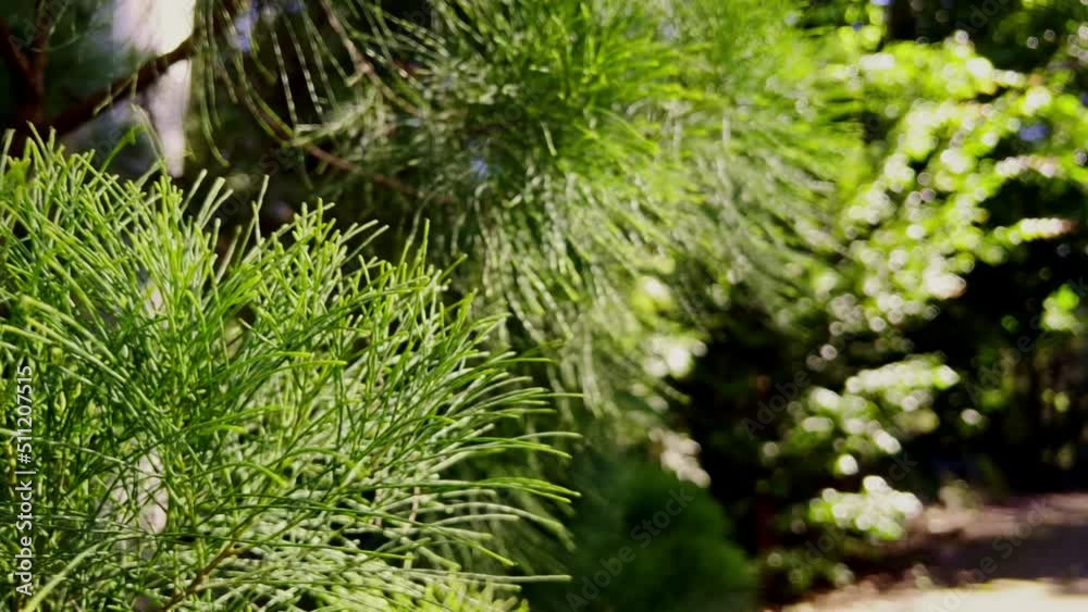Video of bright green pine needles of a Daintree Pine from Australia moving gently in a light breeze with a dark blurred background. 