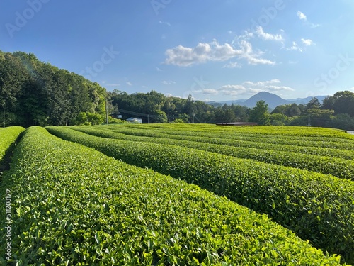 Japanese Tea Plantation 1