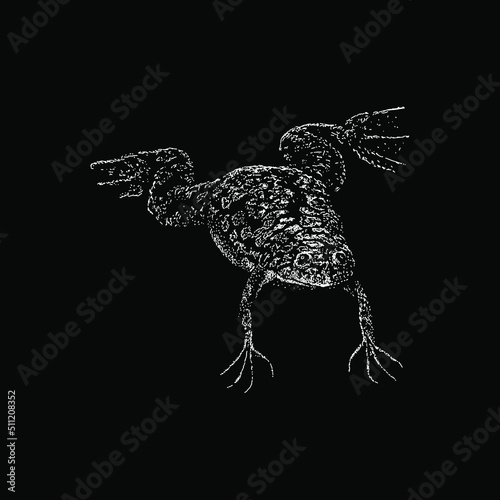 African Clawed Frog hand drawing vector illustration isolated on black background © tya studio