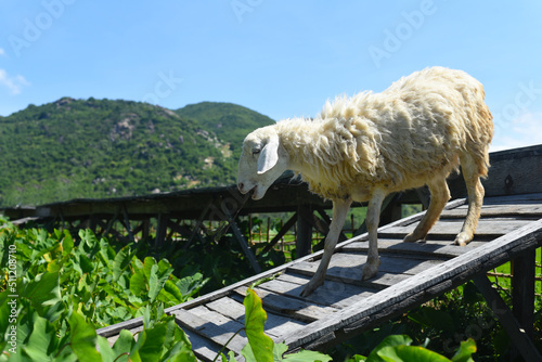 A white sheep walking across wooden bridge