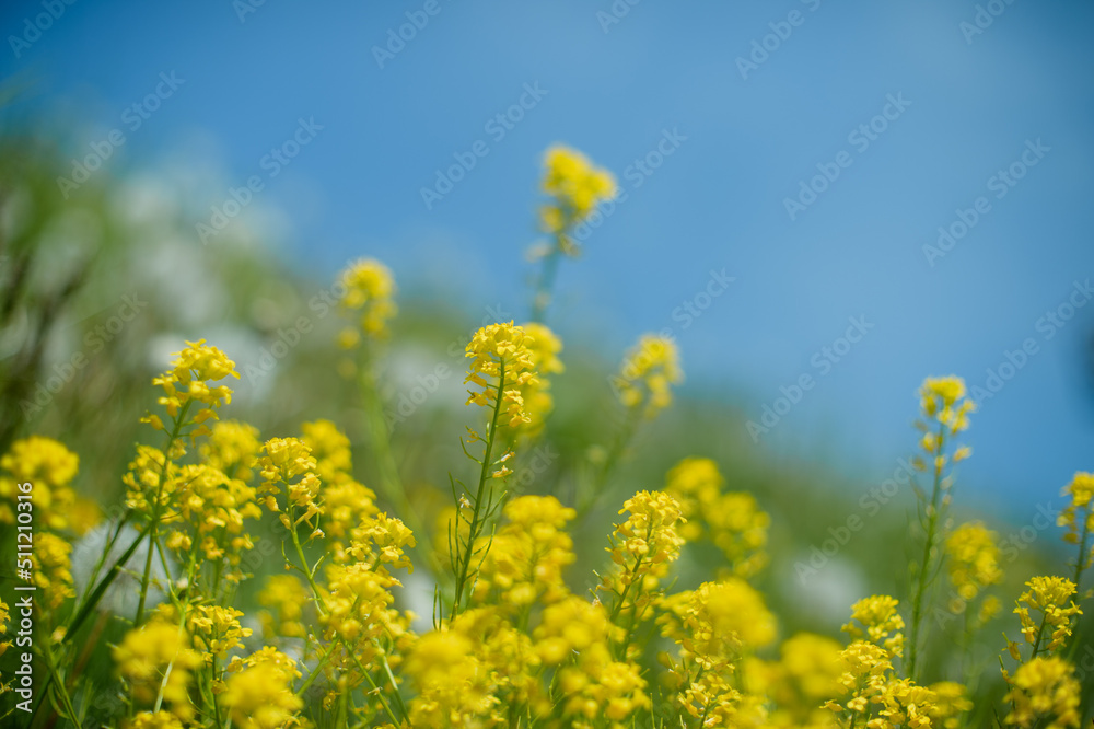 菜の花と青空