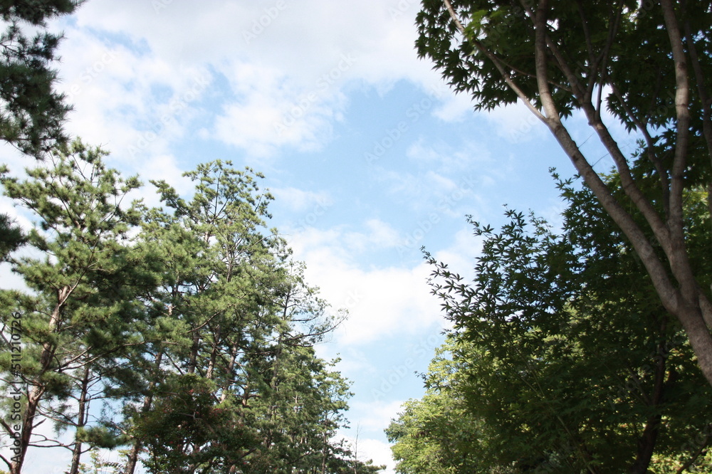 tree tree