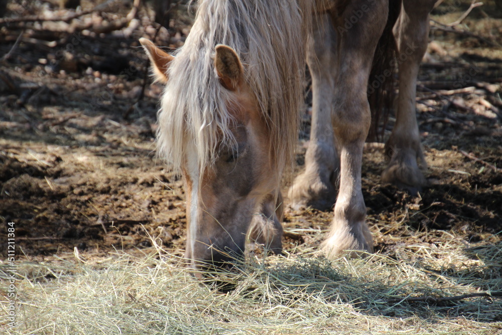 Fototapeta premium horse eating grass