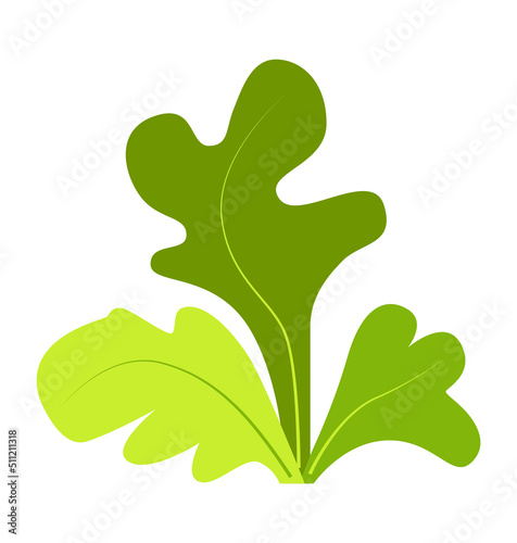 Seaweed marine plants and corals