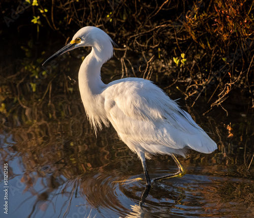 Snowy Egret stalking in a wetland in the early morning.