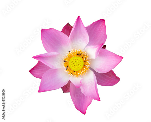 Top view beautiful pink lotus flower with bee isolated on a white background. © Narong