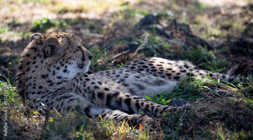 Fototapeta premium Cheetah under the shade of a tree to protect itself from the heat of the African savannah in South Africa, it is one of the stars of the safaris and one of the big five.