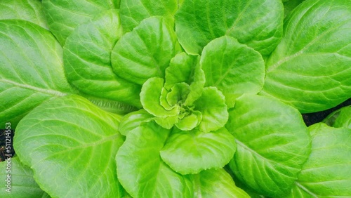 timelapse of fresh lettuce growth, 4k, close up