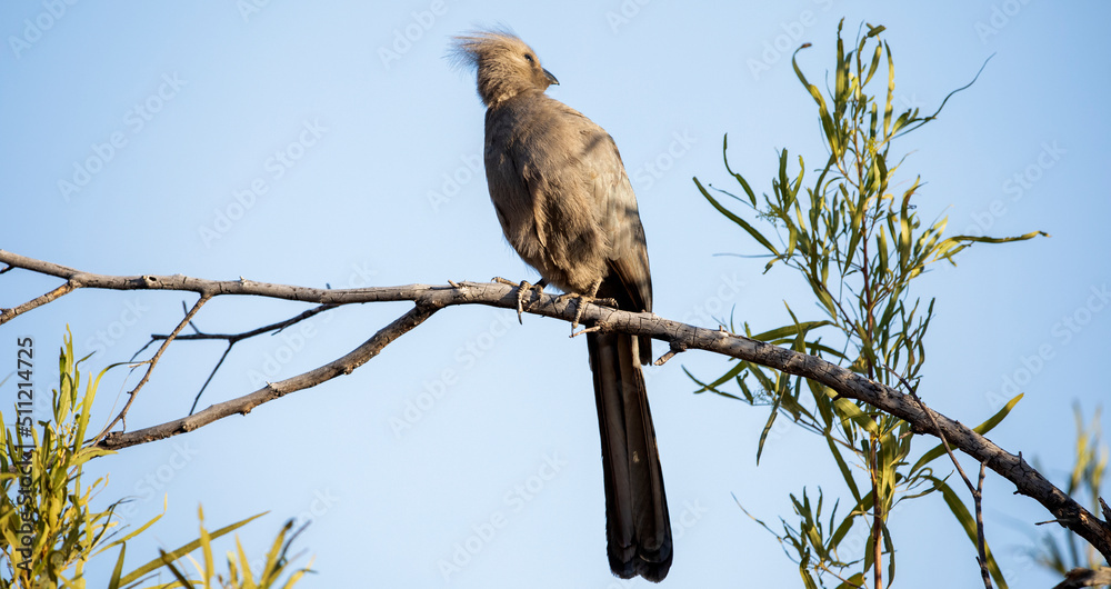Beautiful bird Corythaixoides, also known as Grey Go-away bird is a typical bird of the African savannah of South Africa, which belongs to the family of falconiformes birds. Beautiful bird Corythaixoides, also known as Grey Go-away bird is a typical bird of the African savannah of South Africa, which belongs to the family of falconiformes birds.
