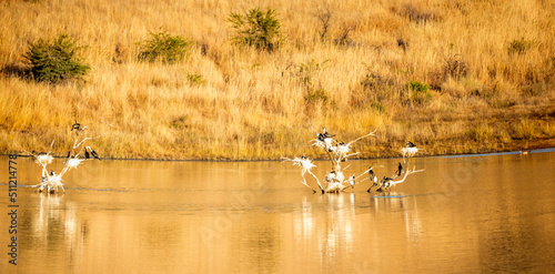 Panoramic view of birds in trees on a lake in the African savannah of the Pilanesberg National Park in South Africa, this is a beautiful and typical African landscape.