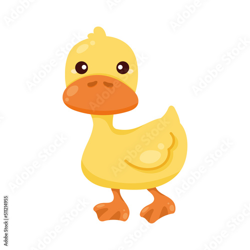 cute duck farm animal