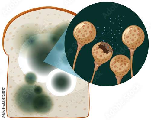 A piece of bread with mold