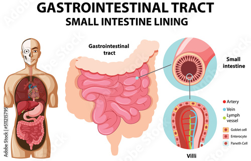 Diagram showing gastrointestinal tract
