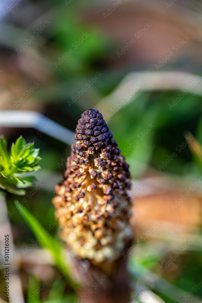 Equisetum arvense flower in meadow, close up shoot Equisetum arvense flower in meadow, close up shoot