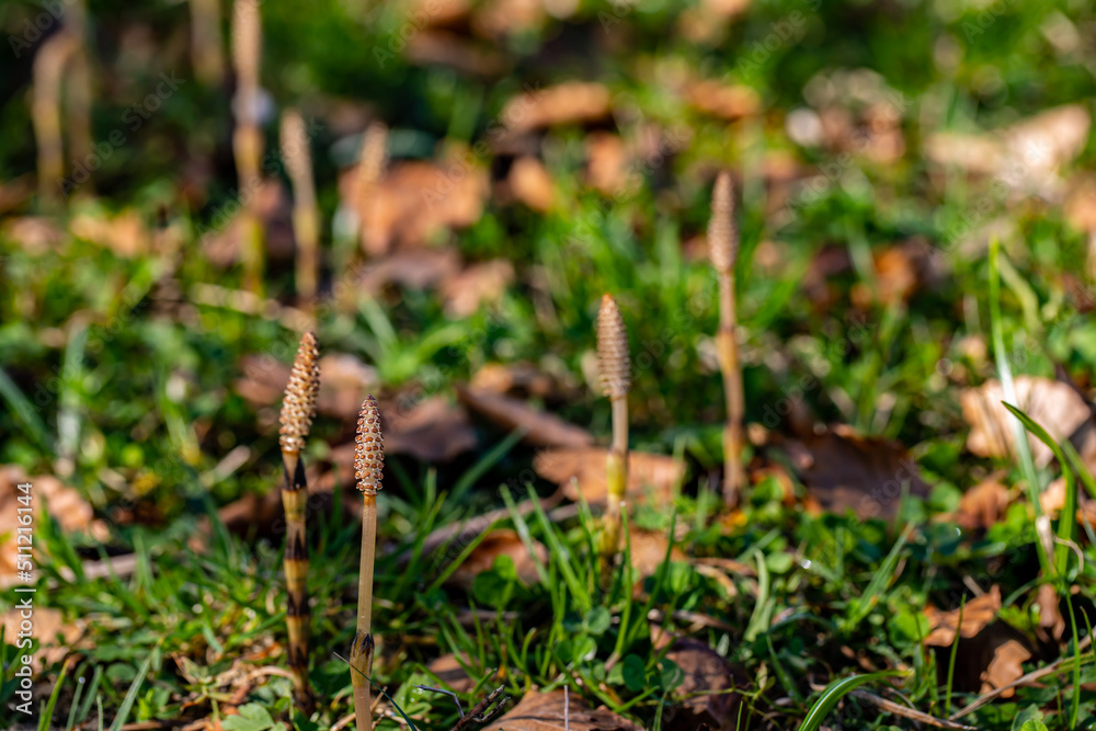 Equisetum arvense flower growing in meadow Equisetum arvense flower growing in meadow