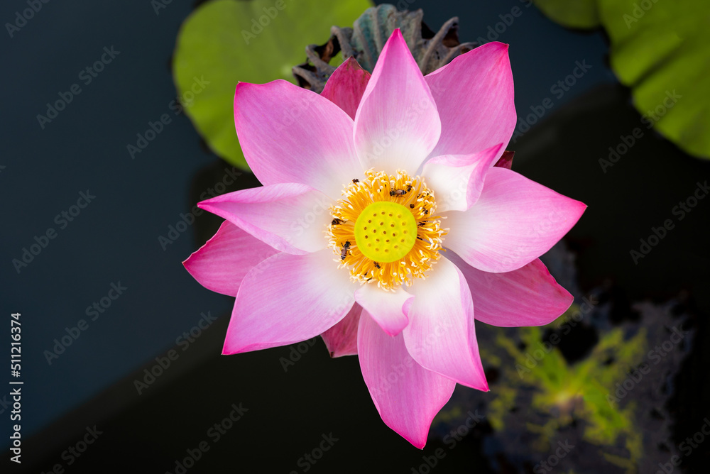 Top view beautiful pink lotus flower with bee isolated on a white background. Top view beautiful pink lotus flower with bee isolated on a white background.