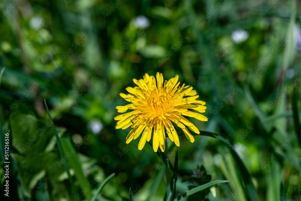 Taraxacum officinale growing in meadow, macro Taraxacum officinale growing in meadow, macro