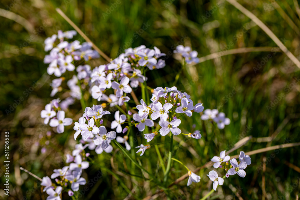 Cardamine pratensis growing in meadow Cardamine pratensis growing in meadow