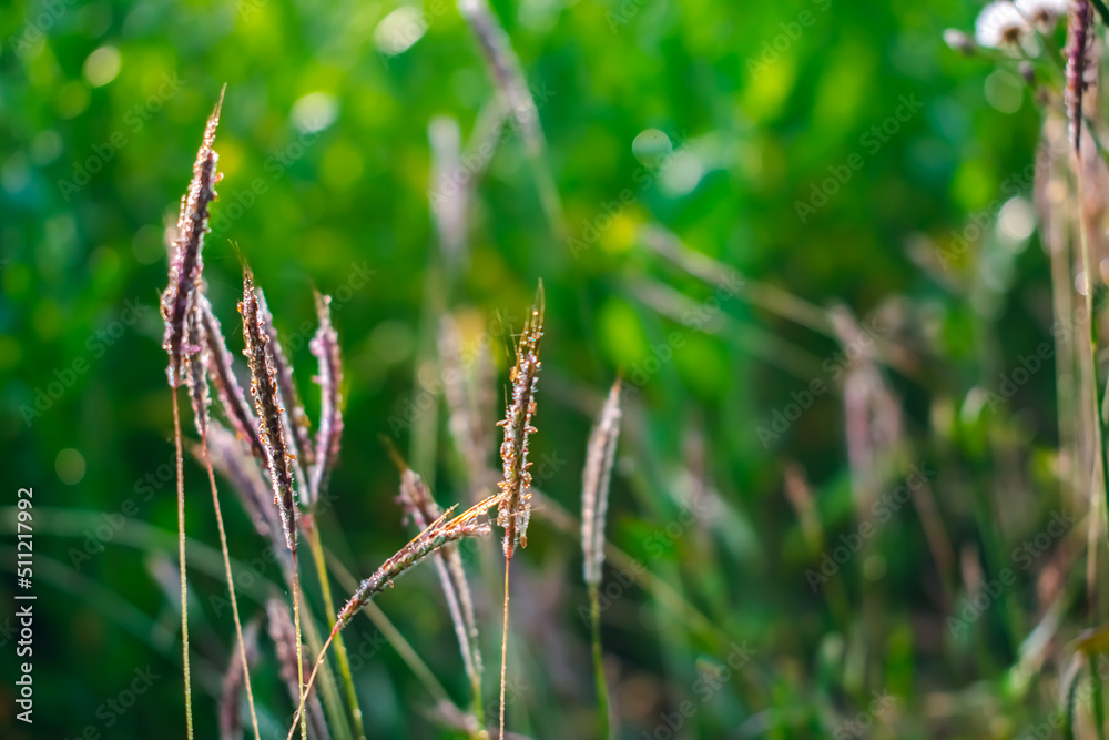 Dichanthium annulatum is a species of grass. It is commonly used as a forage for livestock. Dichanthium annulatum is a species of grass. It is commonly used as a forage for livestock.