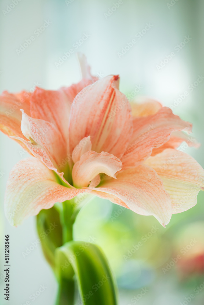 Terry pink and white Hippeastrum Pasadena on a light background