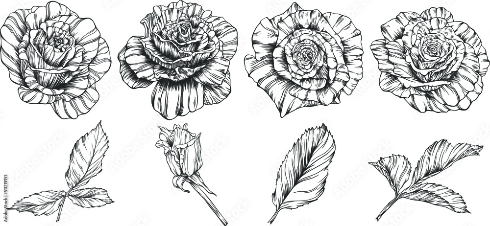 Roses flowers outline vector set. Flowers hand drawn.
