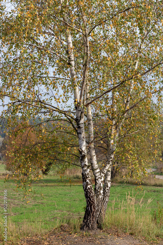 A single birch tree standing by a field in the countryside.