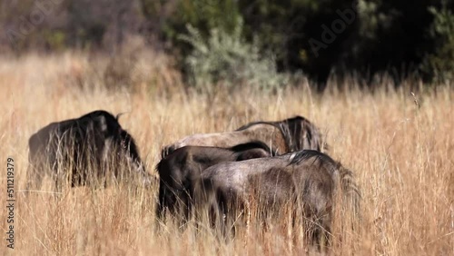 A group of wildebeest grazing and eating grass in the African savanna of the Pilanesberg National Park in South Africa, this type of wildebeest lives in a group together with zebras.
