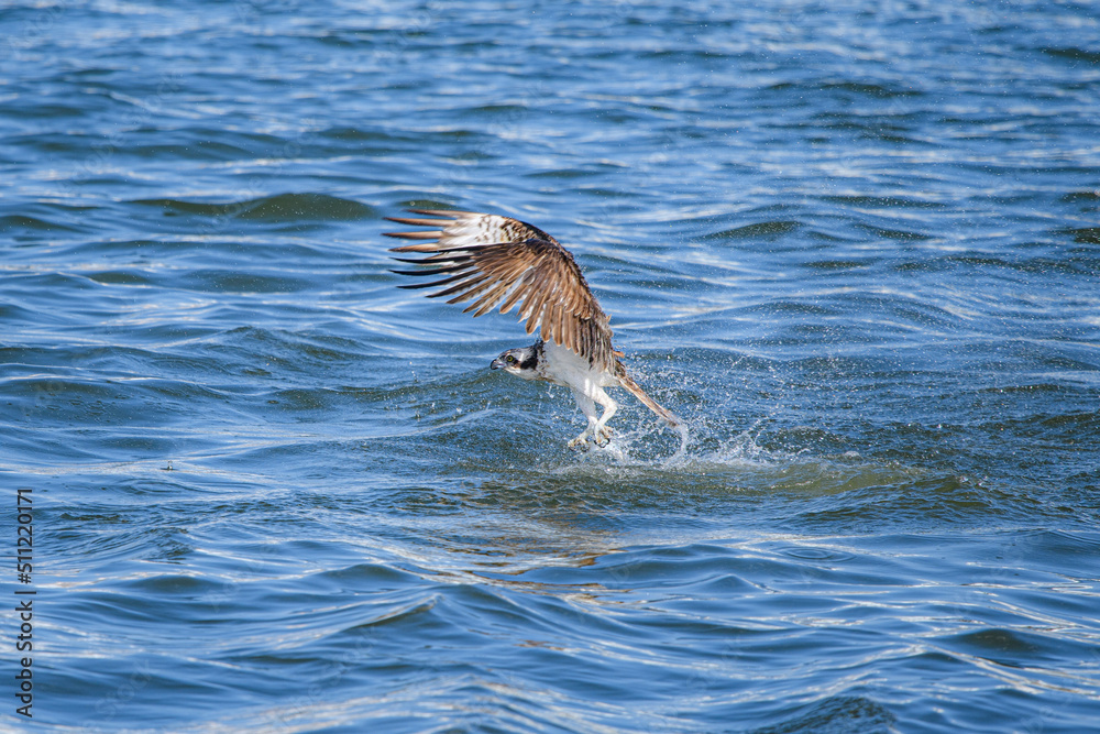 Fototapeta premium ミサゴのハンティング