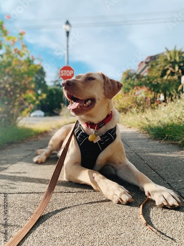 Dog in the street, summer