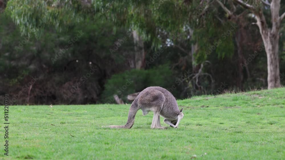 Big grey Kangaroo lying down at a wildlife conservation park near Adelaide, South Australia