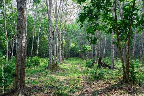 Rubber trees in the forest