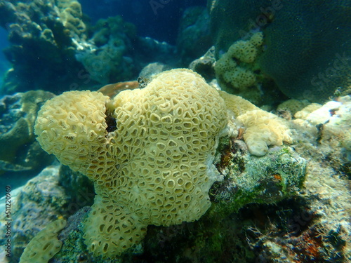 Encrusting colonial anemone  Palythoa caribaeorum  undersea  Caribbean Sea  Cuba  Playa Cueva de los peces