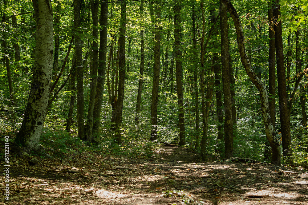 Obraz premium Green forest trees sun. Mysterious summer landscape. Tall beech trees illuminated by the bright morning sun. No people, a walk in the fresh air. Beautiful natural background. The concept of ecology.