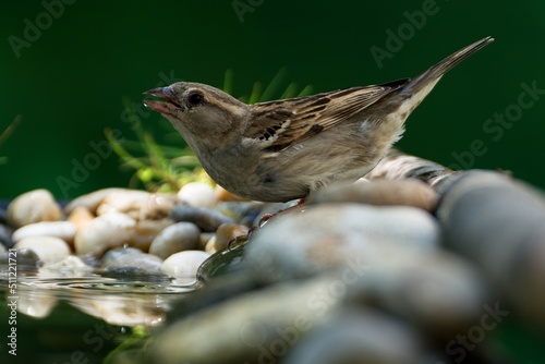 House Sparrow, female drinks water from a bird watering hole. Moravia. Europe.