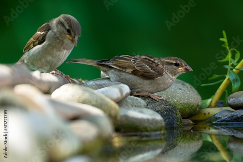 Two young tree sparrows near the water of a bird watering hole. Moravia. Europe.