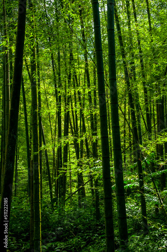 national forest, fresh, green, bamboo forest, bamboo