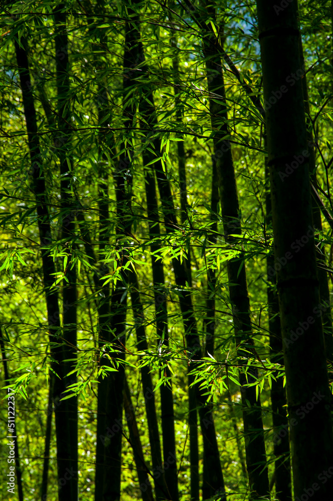 national forest, fresh, green, bamboo forest, bamboo national forest, fresh, green, bamboo forest, bamboo
