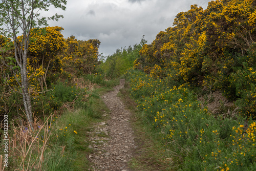 Wanderung zum Ullapool Hill durch gelbe Ginster 