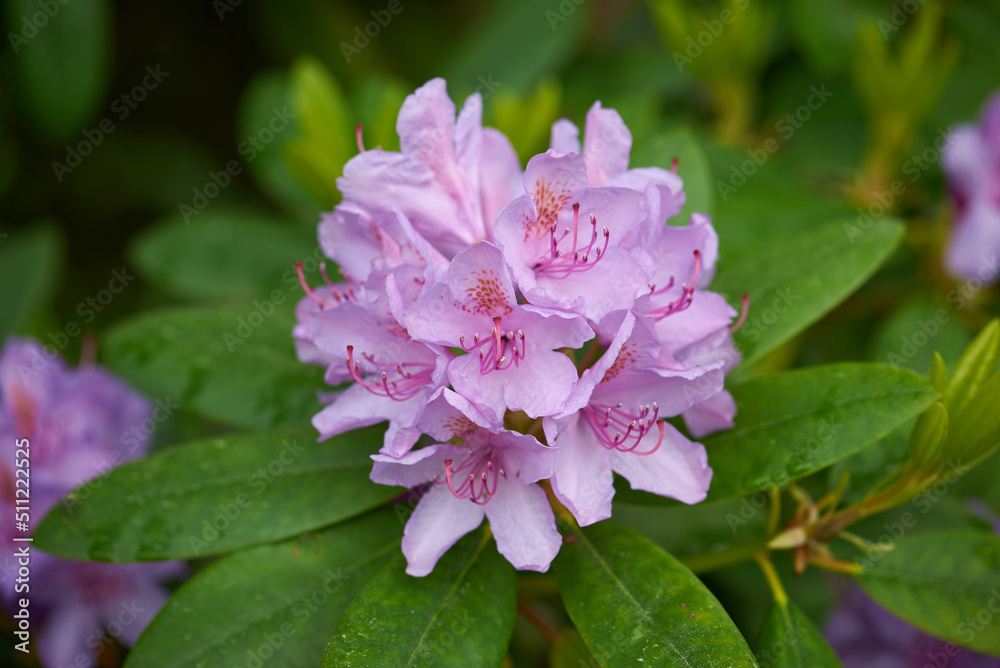 catawbiense grandiflorum, rhododéndron catawbiense, purple rhododéndron in blowing state on dark background catawbiense grandiflorum, rhododéndron catawbiense, purple rhododéndron in blowing state on dark background