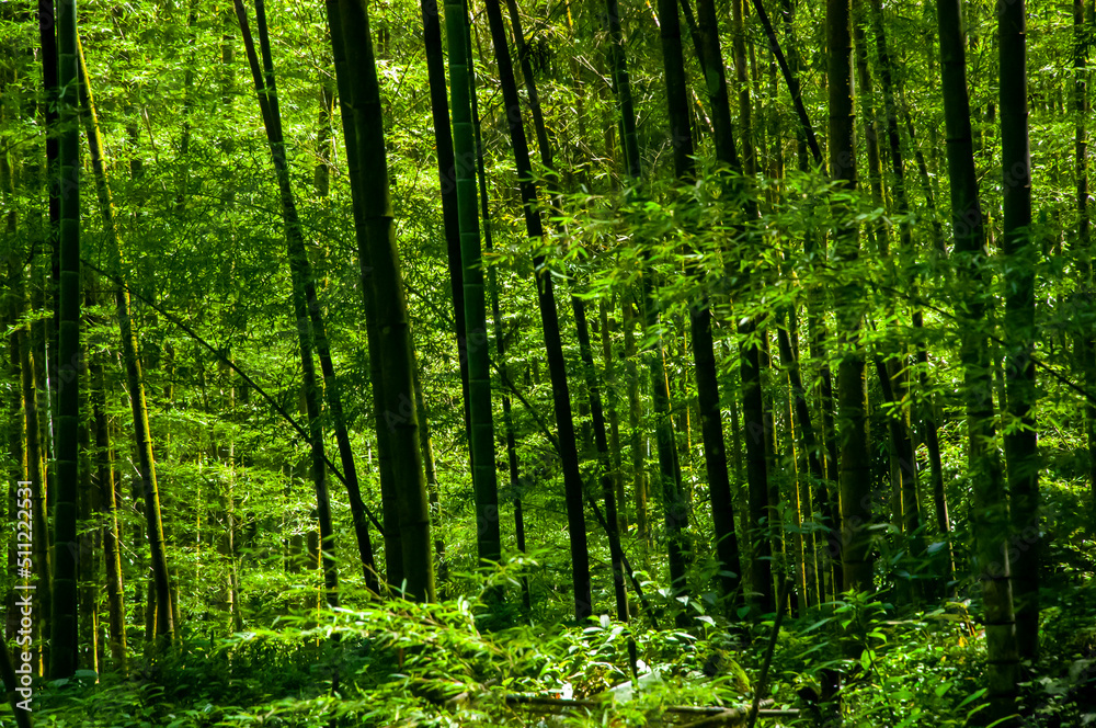 national forest, fresh, green, bamboo forest, bamboo national forest, fresh, green, bamboo forest, bamboo