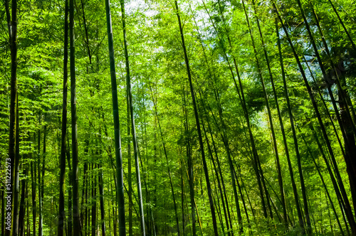 national forest  fresh  green  bamboo forest  bamboo