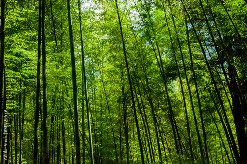 national forest, fresh, green, bamboo forest, bamboo © wu shoung