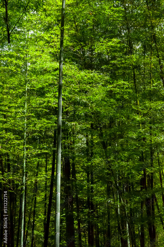 Fototapeta premium national forest, fresh, green, bamboo forest, bamboo
