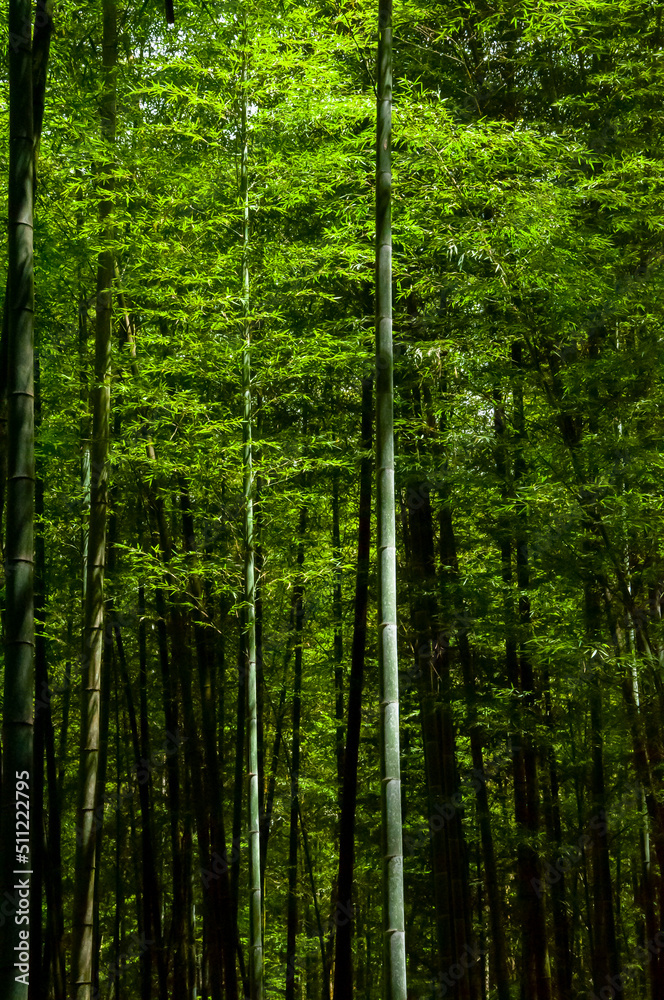 Obraz premium national forest, fresh, green, bamboo forest, bamboo