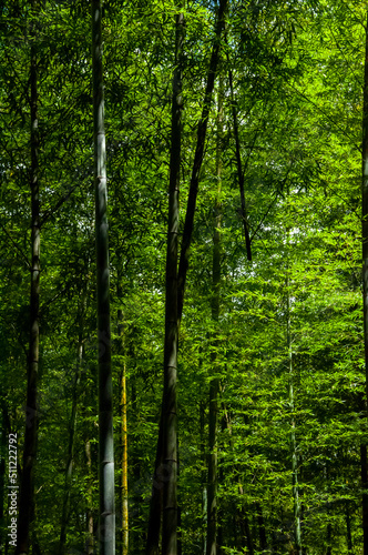 national forest, fresh, green, bamboo forest, bamboo