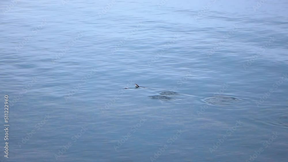 Slow Motion Shot Of Aquatic Birds Diving Into Ocean - Antarctic Peninsula, Antarctica Slow Motion Shot Of Aquatic Birds Diving Into Ocean - Antarctic Peninsula, Antarctica